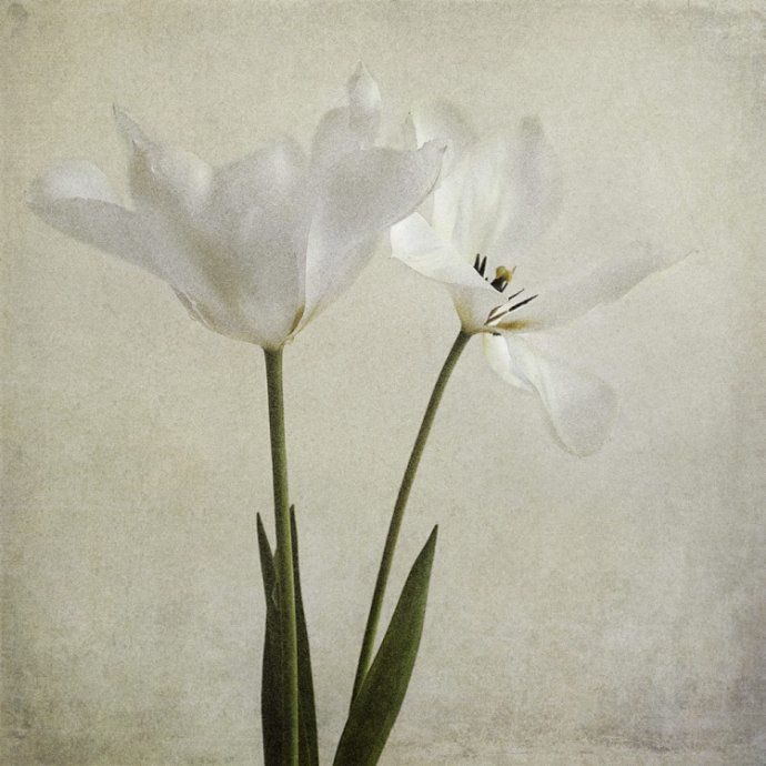 组图：古典风格艺术人像作品欣赏(第二组)