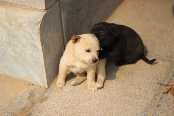 八一影视基地真人CS