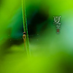 二十四节气之夏至