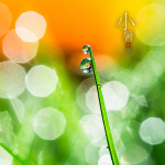 二十四节气之小暑