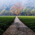 二十四节气之立秋