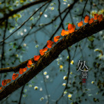 二十四节气之处暑