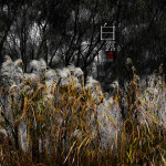 二十四节气之白露