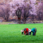 二十四节气之春分