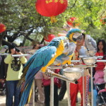 鳄鱼岛 - 鹦鹉表演